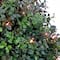 4ft. Pre-Lit Boxwood Spiral Topiary In Nursery Pot